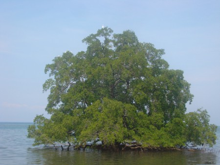 Mangal - Díli; @2012